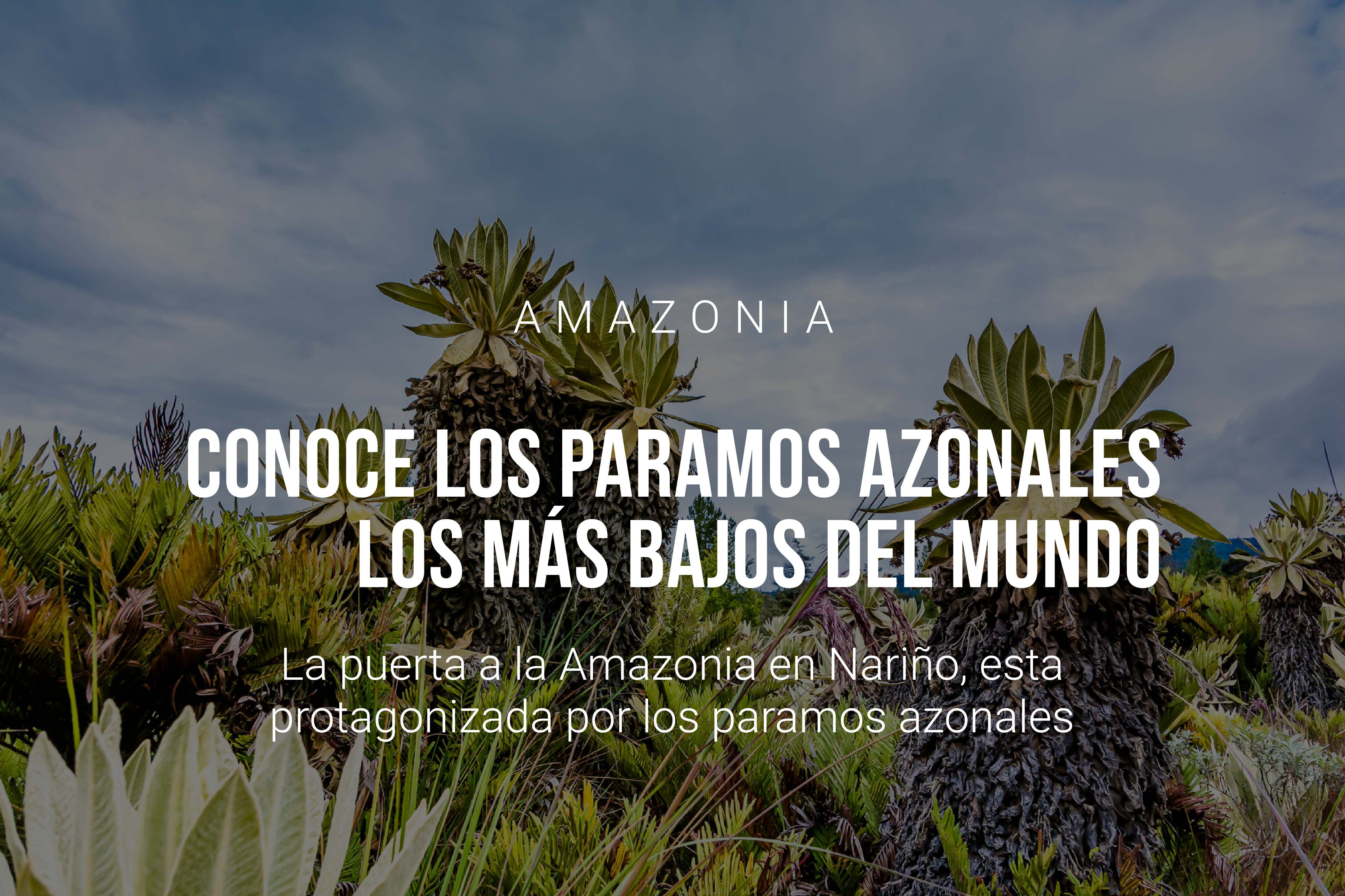Los Páramos Azonales: biodiversidad única en Nariño